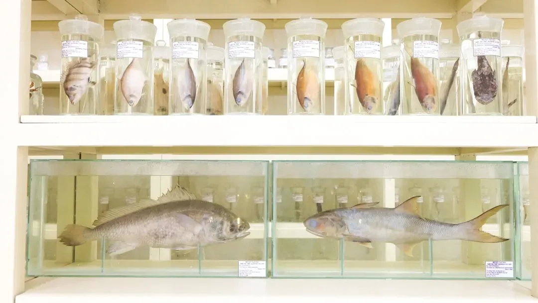 #4 - The "Hybrid" Fish That Might Be Entirely New Species (Image Credits: Unsplash)