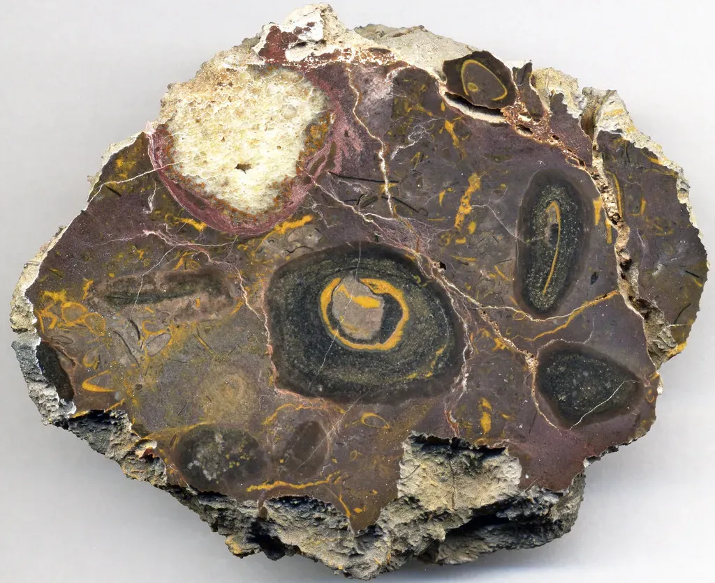 A Surprisingly Complex Creature (Image Credits: Flickr)