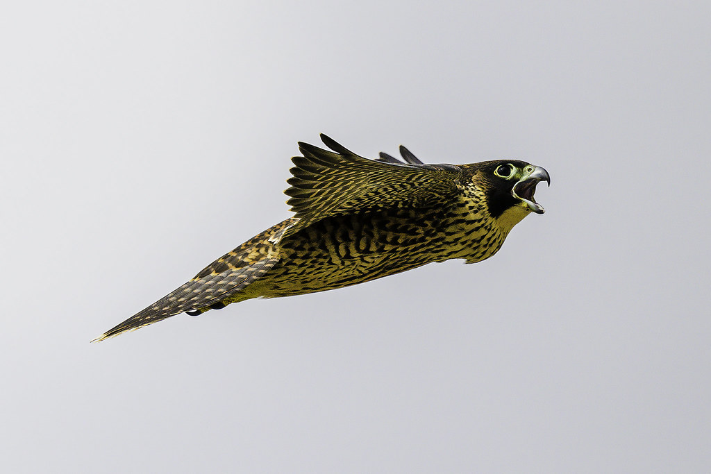 The Swift Falcon - Air's Speed and Precision (Image Credits: Flickr)