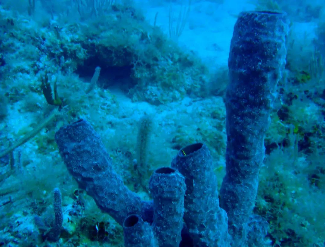 Boiling Yet Alive: How Anything Survives This Hellscape (Image Credits: Unsplash)