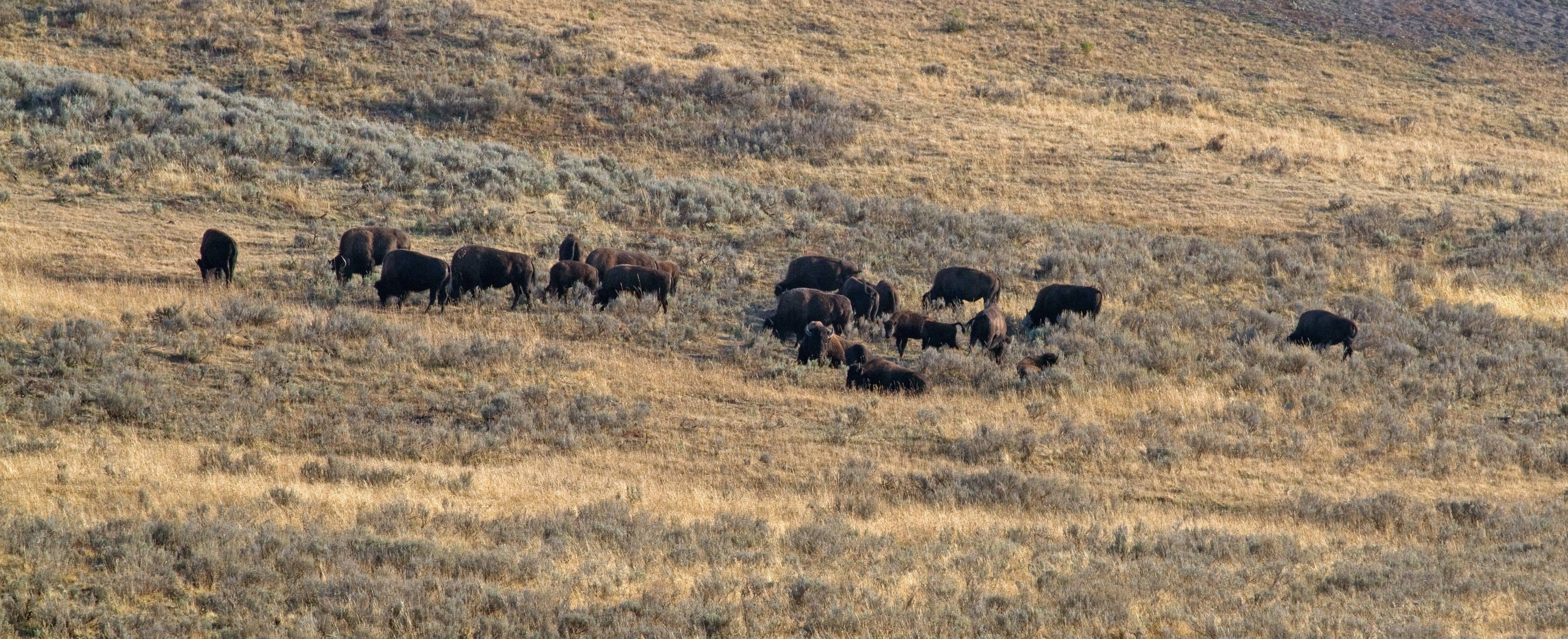 Supporting Wildlife Communities (Image Credits: Wikimedia)