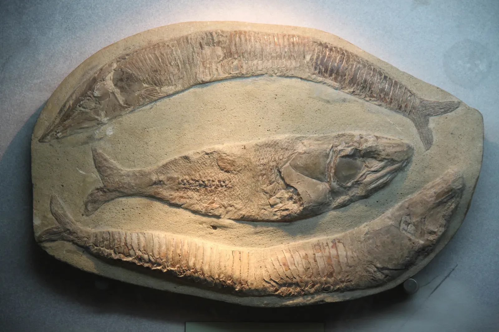 #3 - Fish Fossils in Lake Beds That Were Once Seaways (By Gary Todd, CC0)