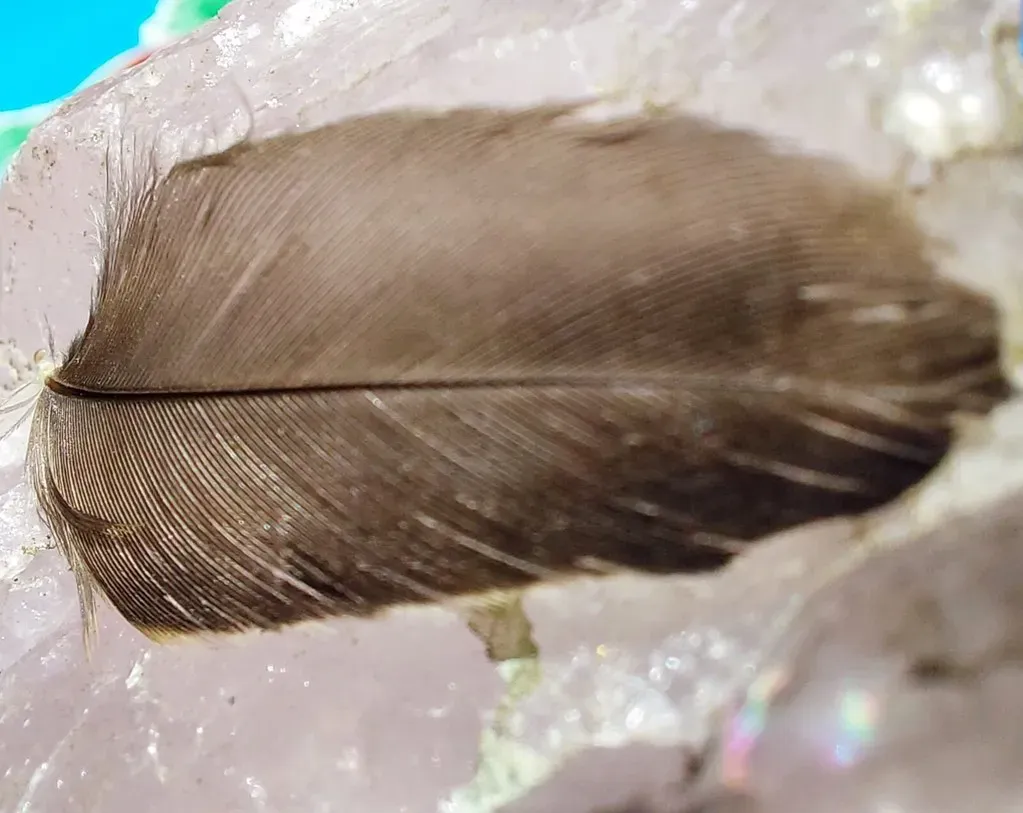 Conclusion: A Sign, a Story, or Just a Feather? (mededeler, Flickr, CC BY 2.0)