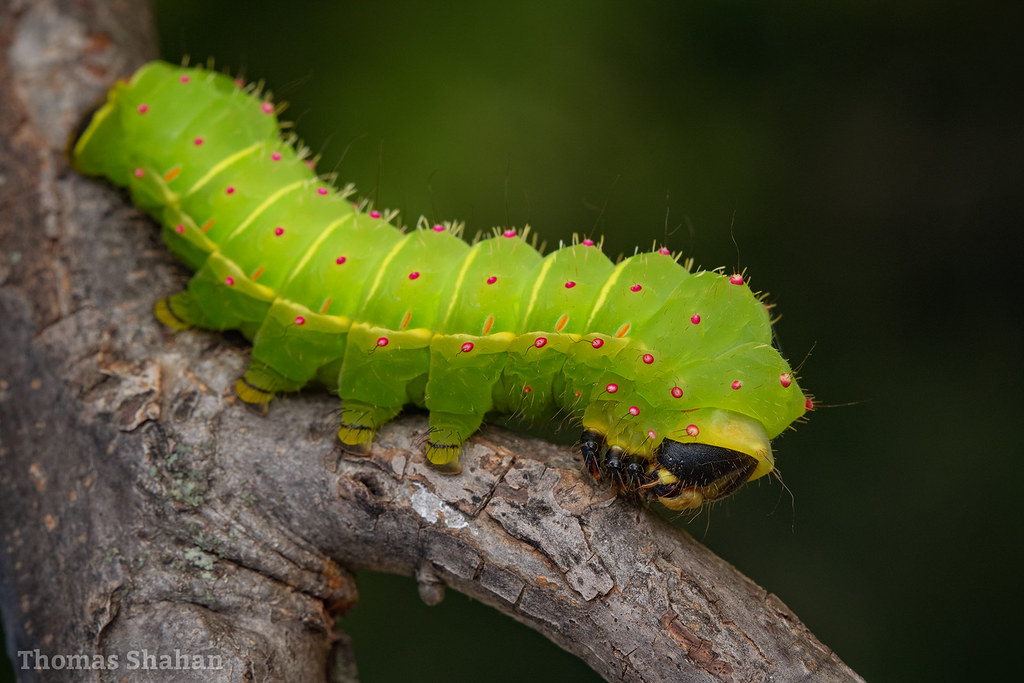 Luna Moth Caterpillar: The Lime Green Beauty (Image Credits: Flickr)