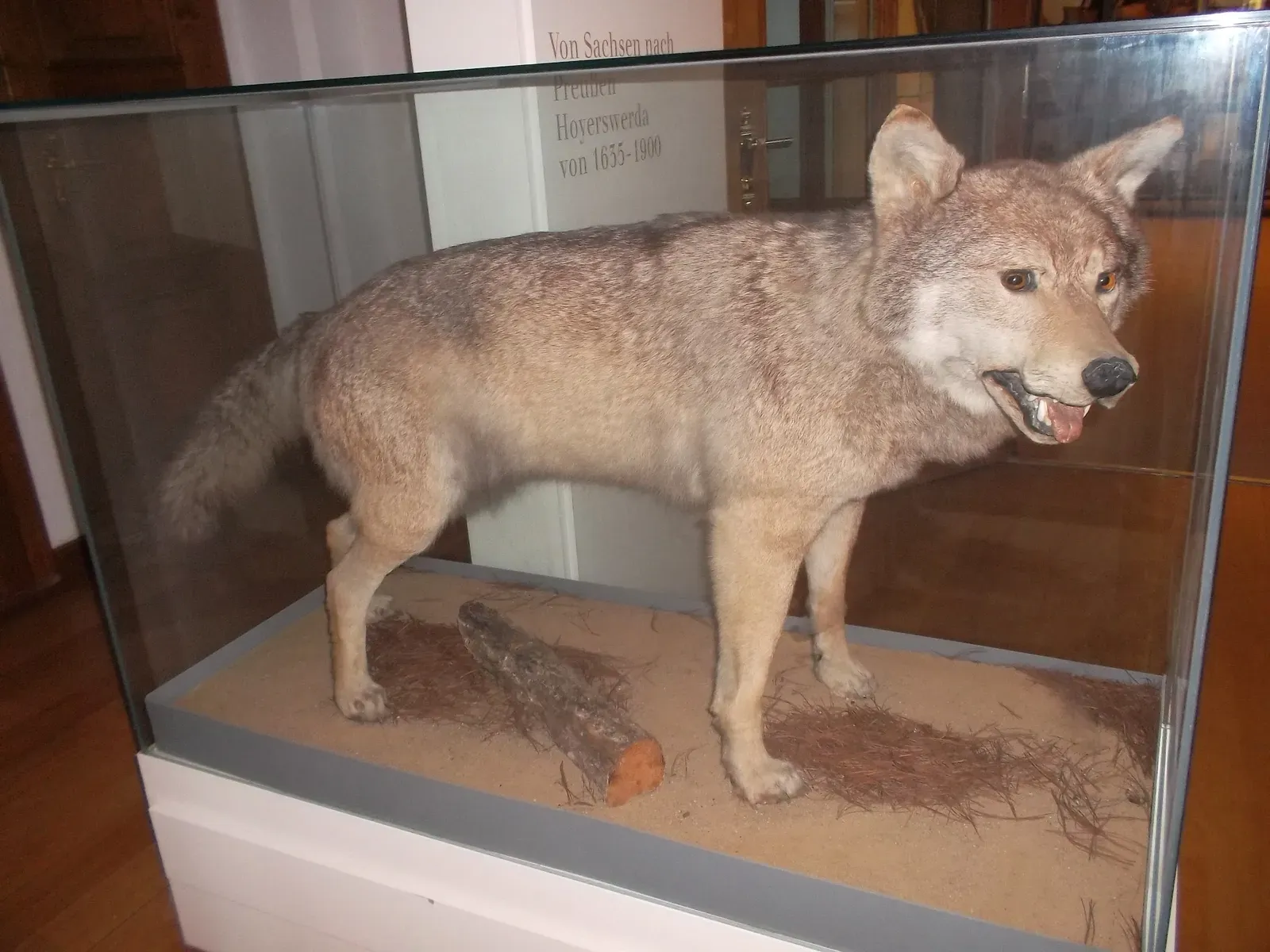 #17 - The “Deformed Wolf” That Isn't a Wolf at All (By Fiver, der Hellseher, CC BY-SA 4.0)