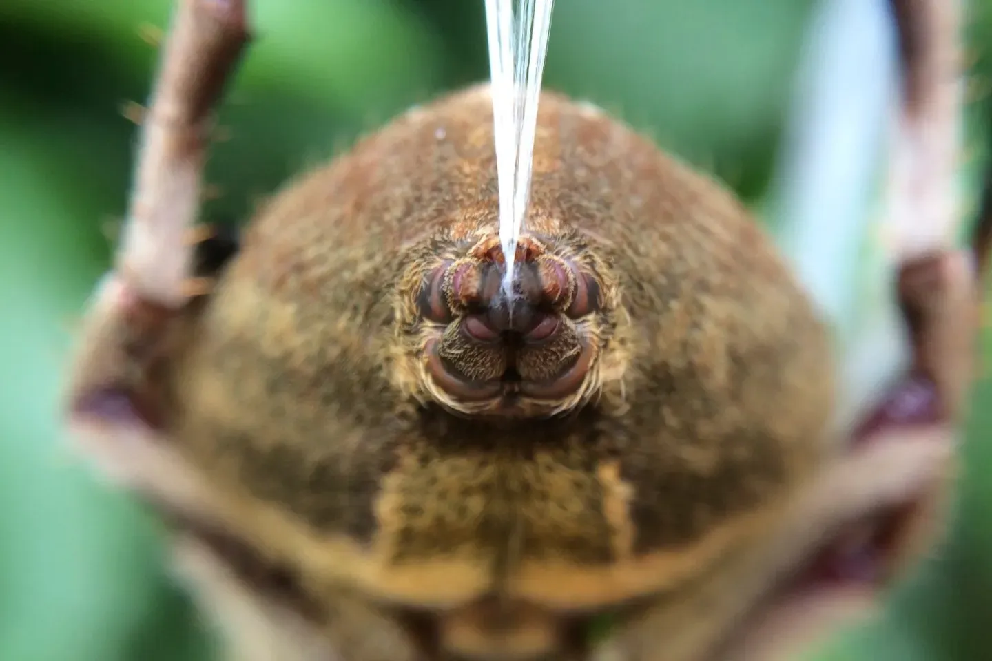 Inside the Spider's Silk Factory: The Gland System (Image Credits: Wikimedia)