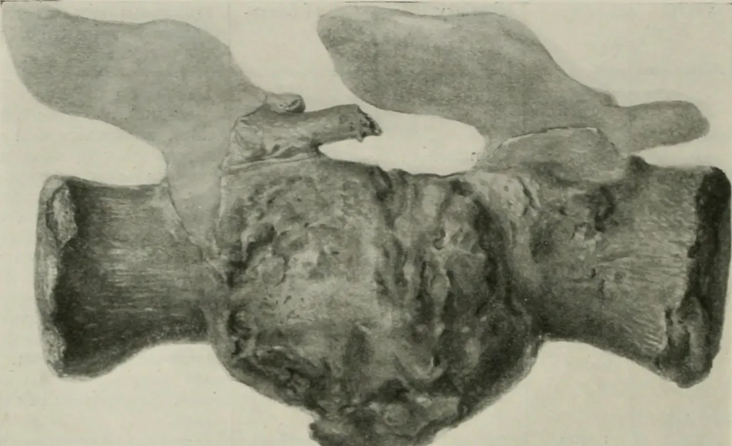 Dinosaurs With Tumors: How Common Were They Really? (By Internet Archive Book Images, No restrictions)