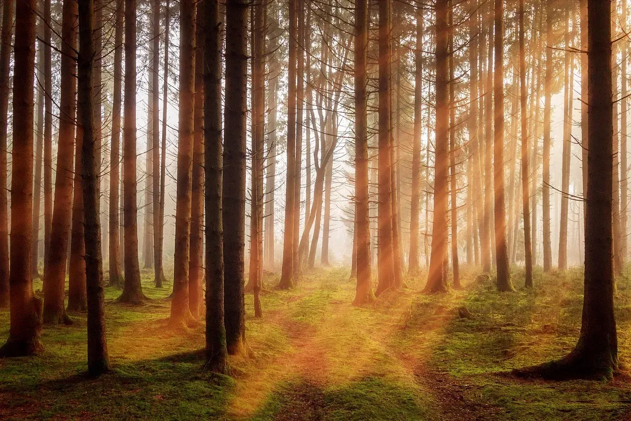More Than Just Pretty Scenery: Sensory Overload vs. Sensory Relief (Image Credits: Pixabay)