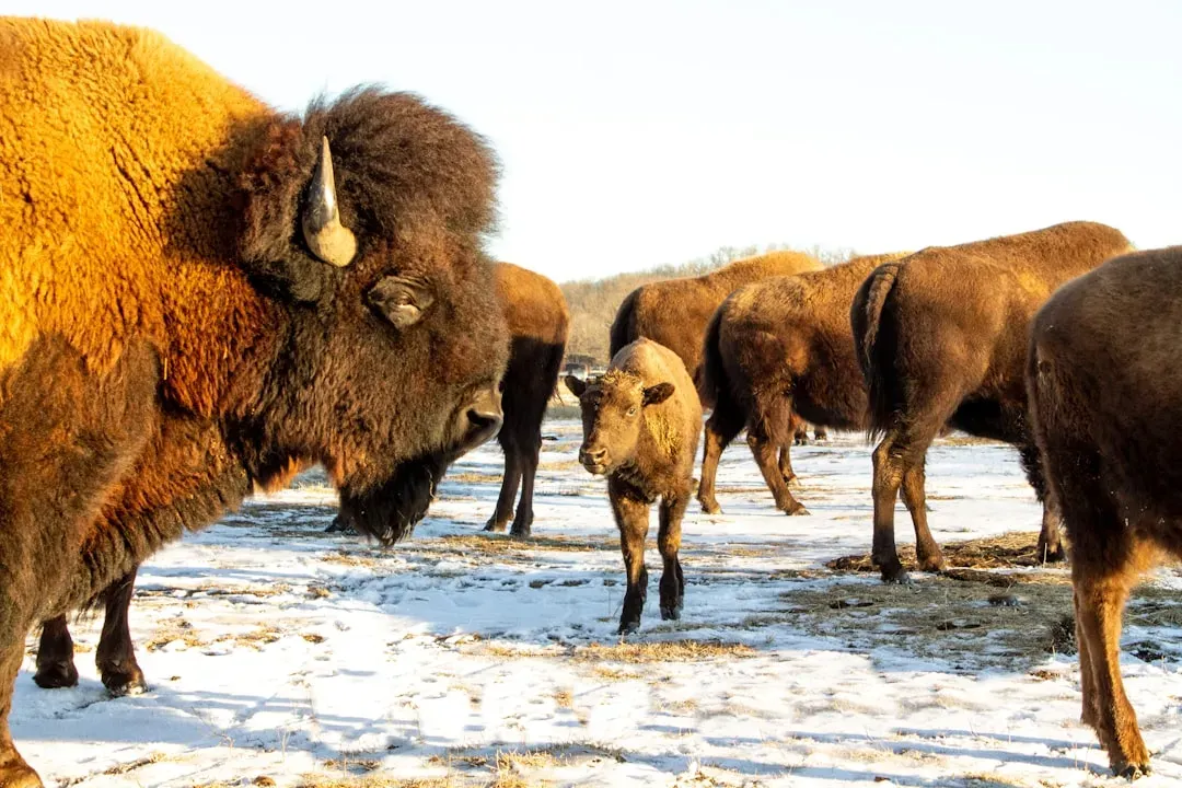 5. You’re Benefiting from Some of the Most Sophisticated Wildlife Genetics Work on the Planet (Image Credits: Unsplash)