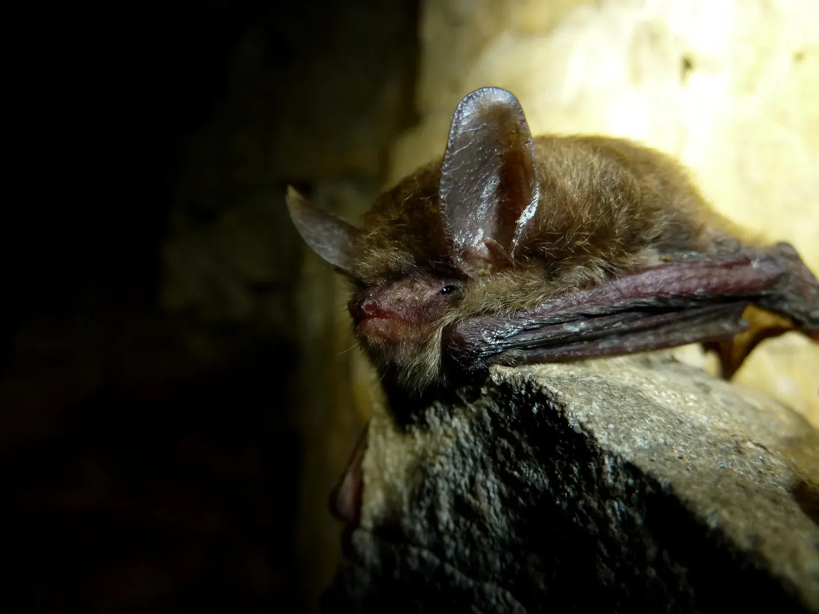 The Northern Long-Eared Bat: Taken Down by a Fungus (Northern long-eared bat with visible symptoms of WNSUploaded by Dolovis, Public domain)