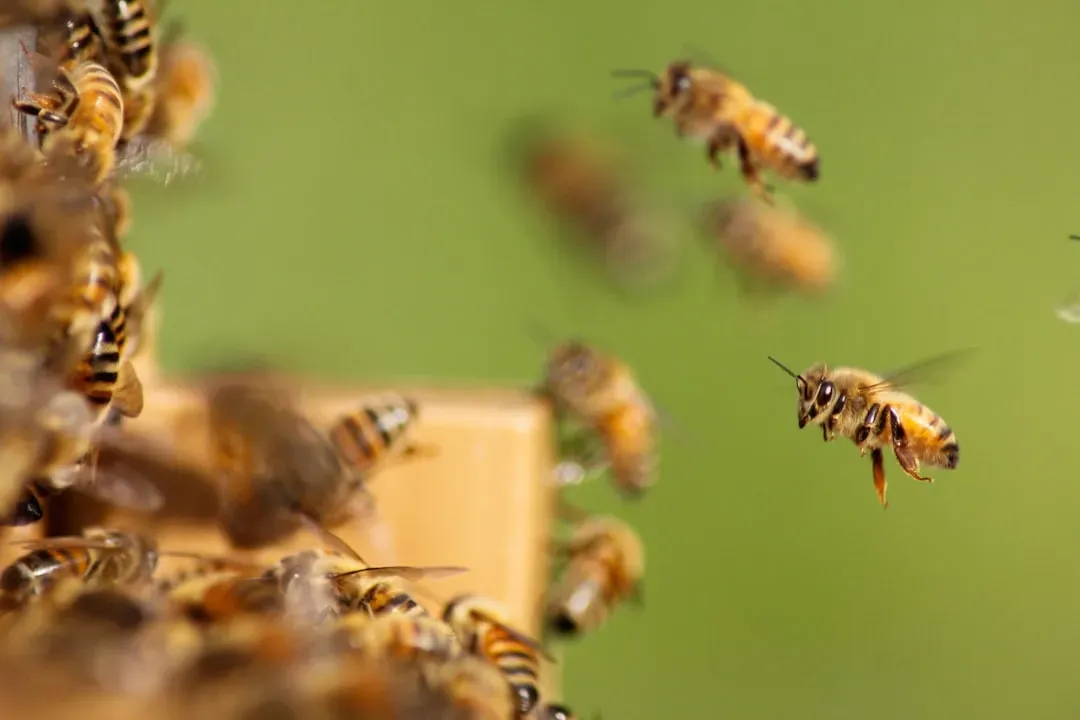 10. Bees: Nature’s Nervous System for Atmospheric Shifts (Image Credits: Unsplash)