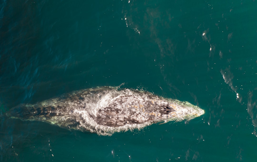 The Gray Whale: The Coastal Explorer (Image Credits: Unsplash)