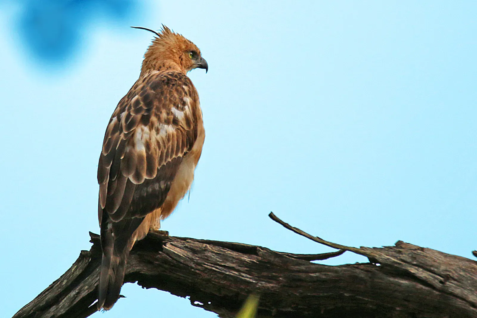 Capricorn and the Hawk: Strategic Heights (Image Credits: Wikimedia)