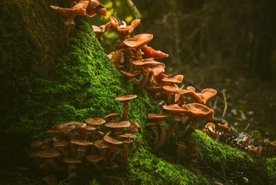 The Big Question Science Couldn't Answer Until Now (Image Credits: Unsplash)