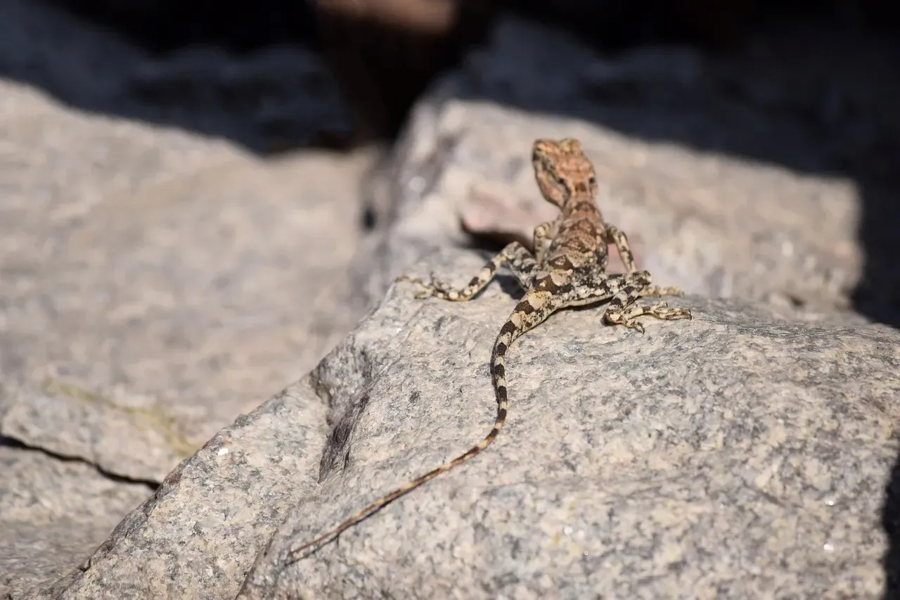 Lizards: Detachable Tails and Rapid Regrowth (Image Credits: Pixabay)