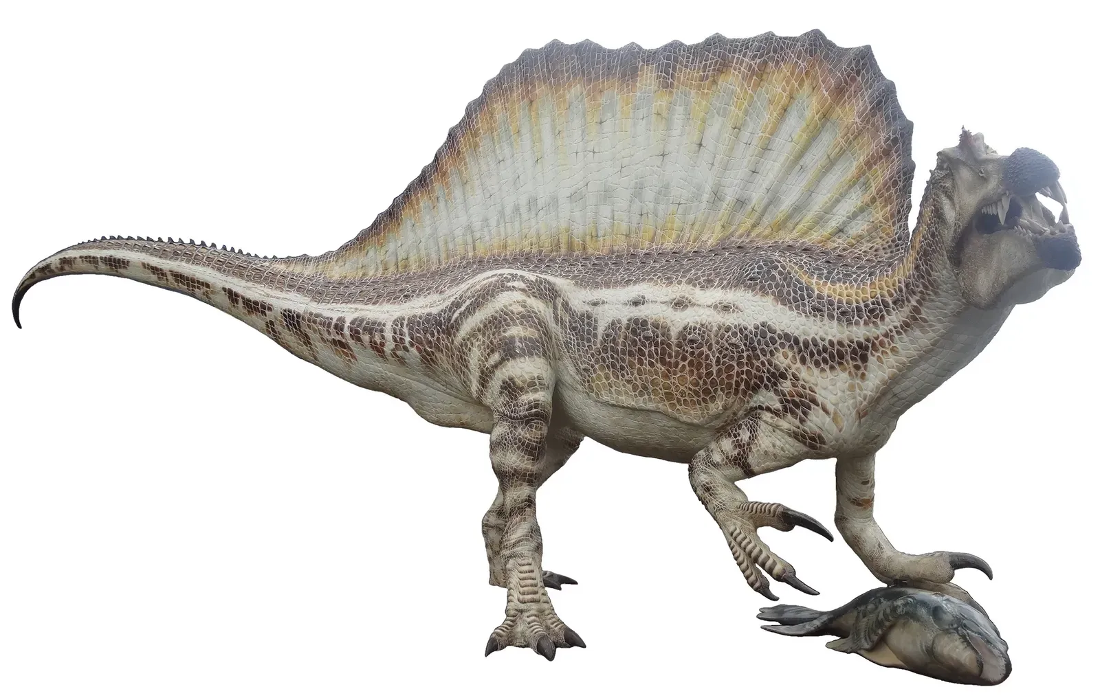 The Spinosaurus: The Hybrid Specialist Between Worlds (By Jordiferrer, CC BY-SA 4.0)