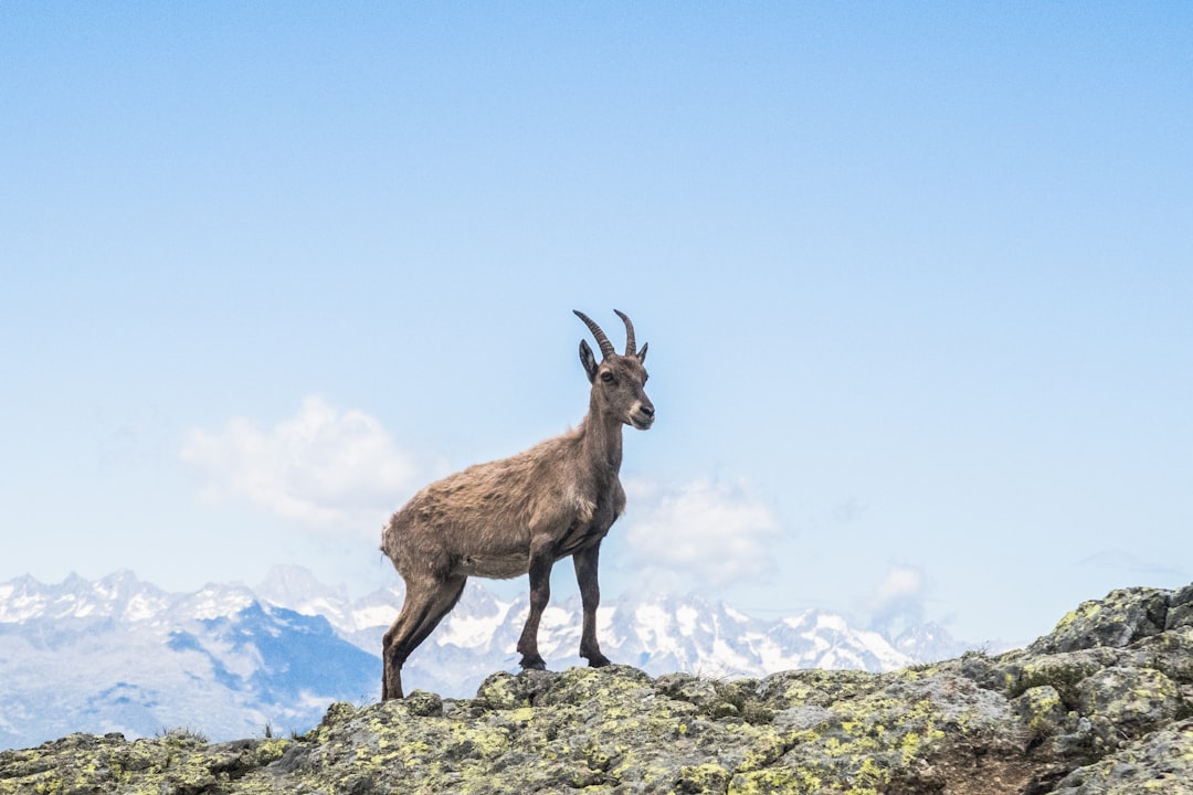 Capricorn Rising: The Determined Goat (Image Credits: Unsplash)