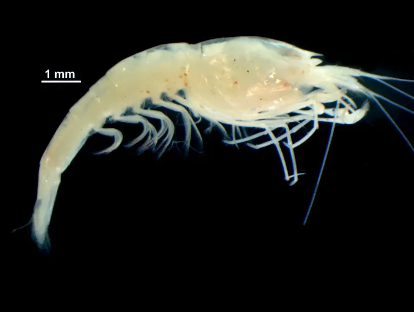Ghostly Shrimp From Submerged Cave Networks (Image Credits: Wikimedia)