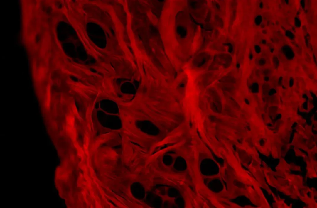 Cell Turnover: A Constant, Invisible Renewal (Image Credits: Unsplash)