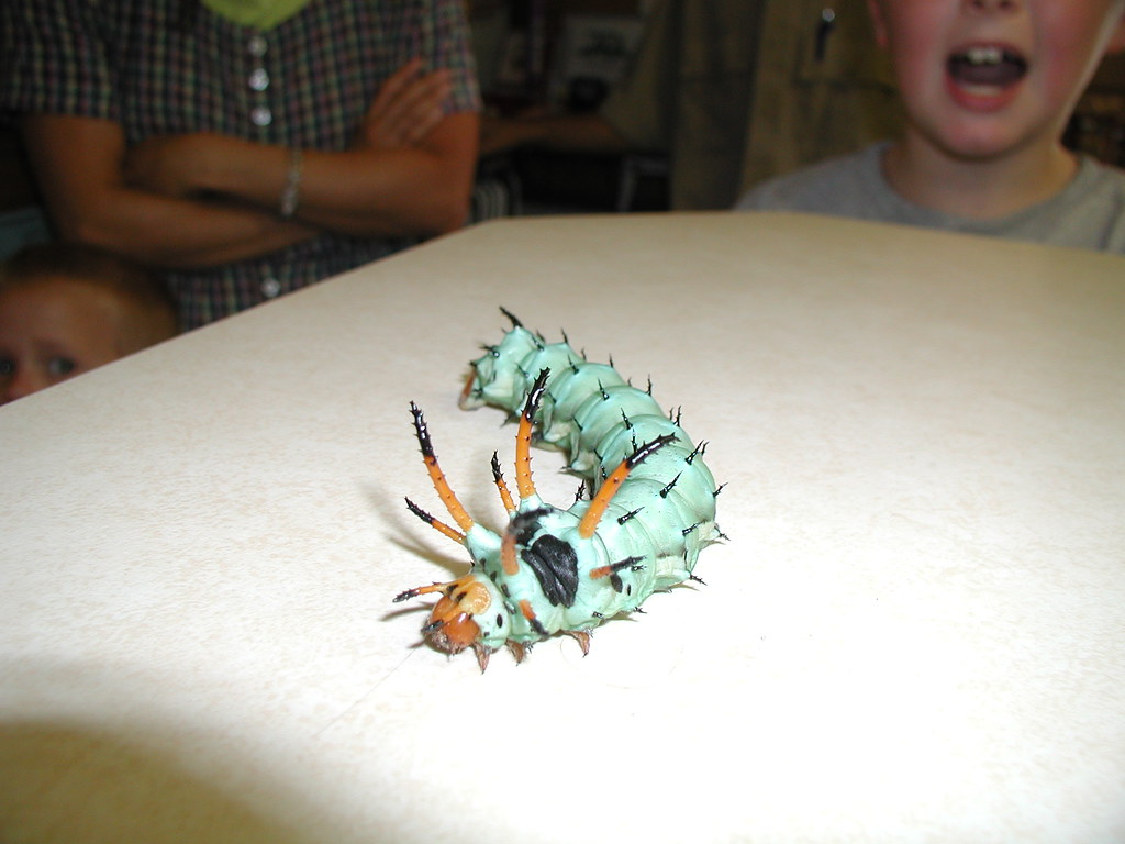 Hickory Horned Devil: The Gentle Giant (Image Credits: Flickr)