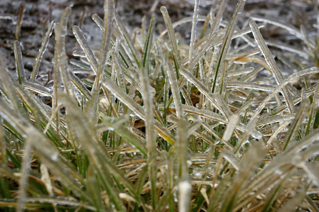 5. Freezing Without Shattering in Icy Climates (Image Credits: Unsplash)