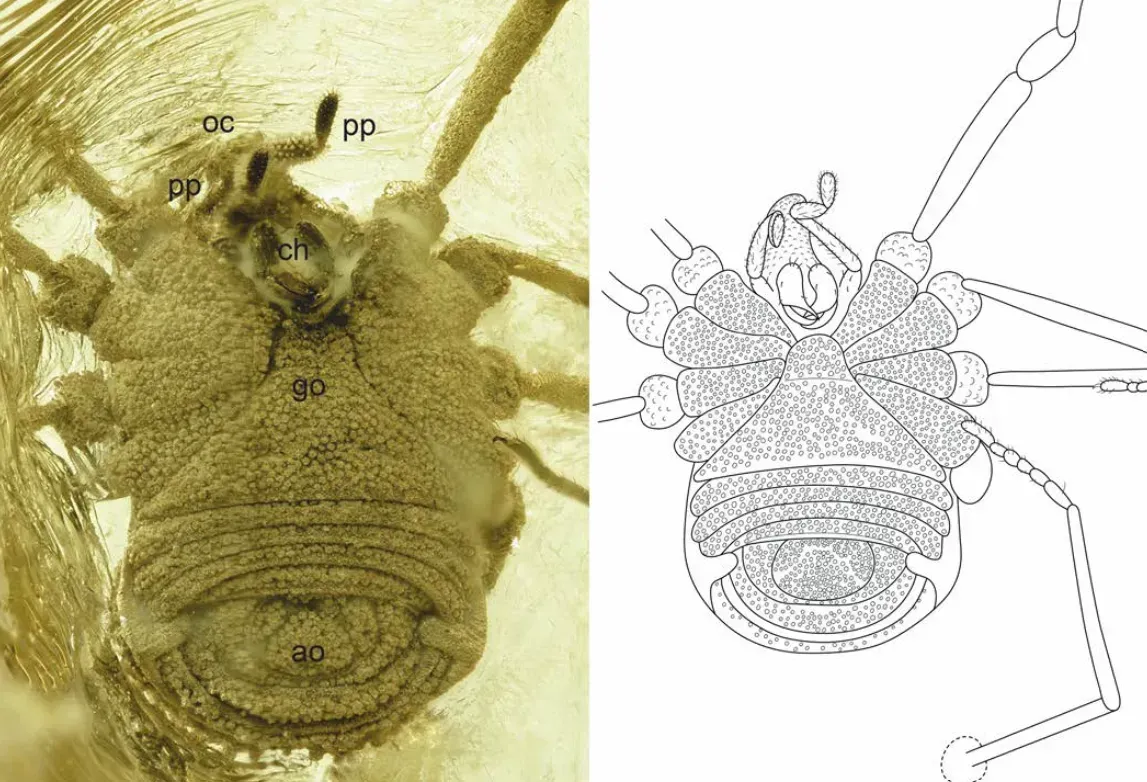 #3 - The Harvestman With Ridges and Genitals From a Vanished Lineage (Image Credits: Image: Wikimedia Commons)