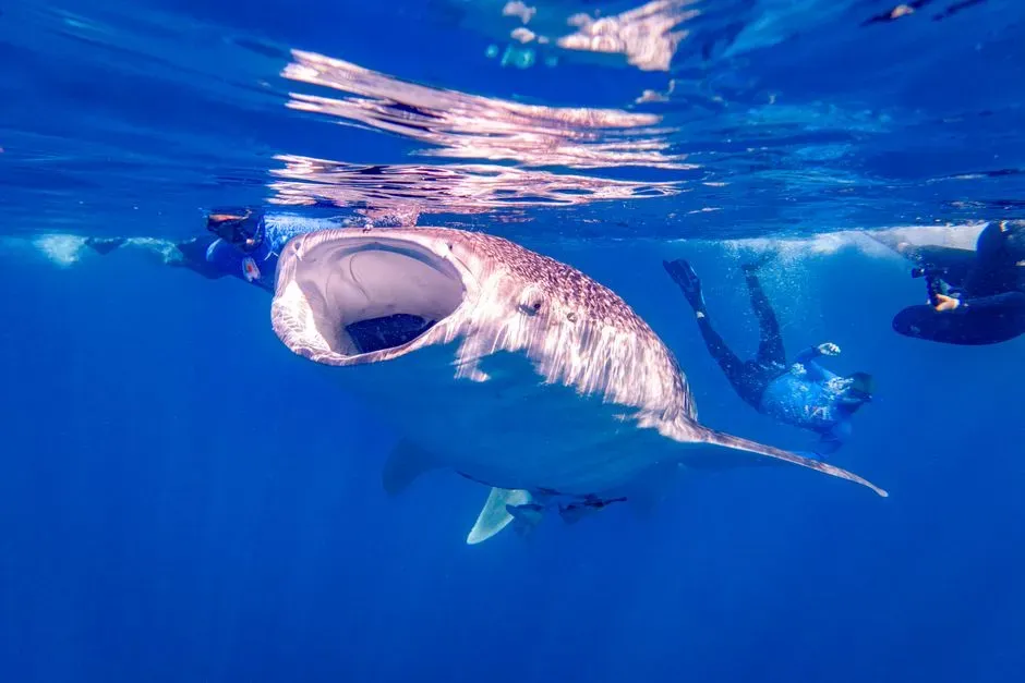 2. Their Mouths Are Huge, But Their Throats Are Shockingly Tiny (Image Credits: Pexels)