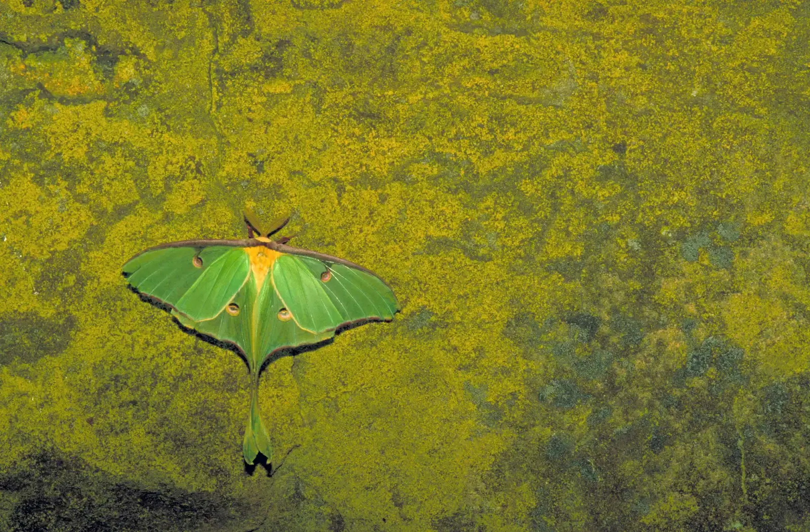 Personal Meaning: How to Decide What This Encounter Means for You (By Barnes Dr Thomas G, U.S. Fish and Wildlife Service, Public domain)