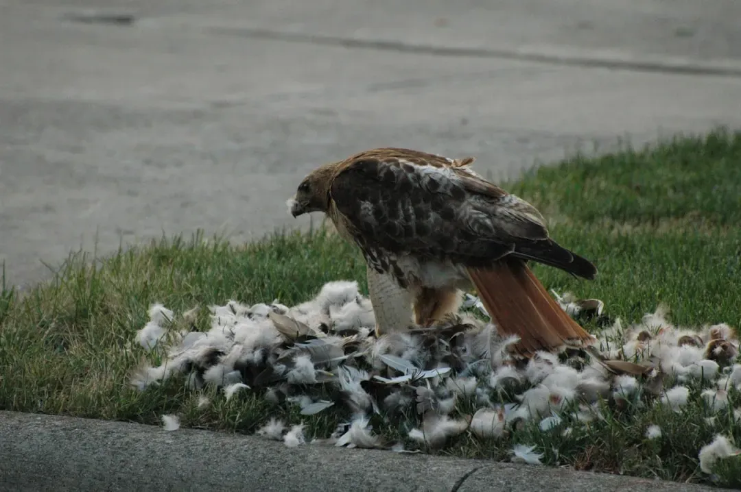 Health, Age, and When to Worry About an Injured Hawk (Image Credits: Unsplash)