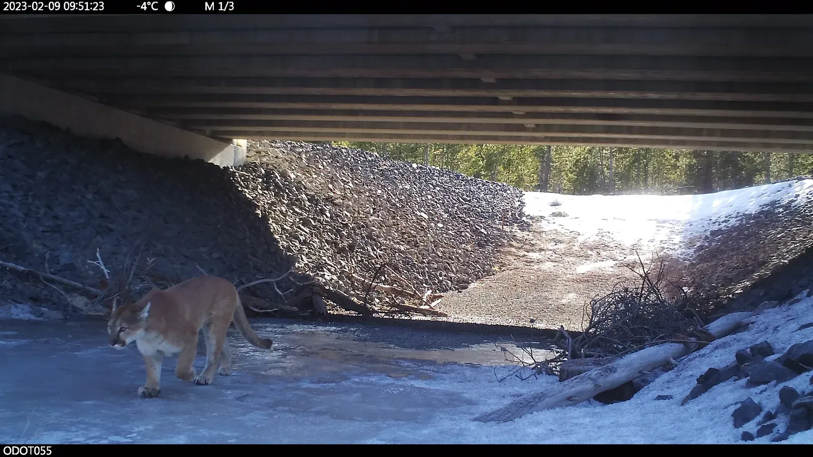 4. Creating Safe Pathways for Dispersing Young Lions (Mountain lion, CC BY 2.0)