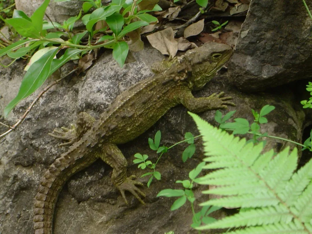 #2 - The Tuatara: A Mesozoic Relic That Refused to Leave (CC BY-SA 3.0)