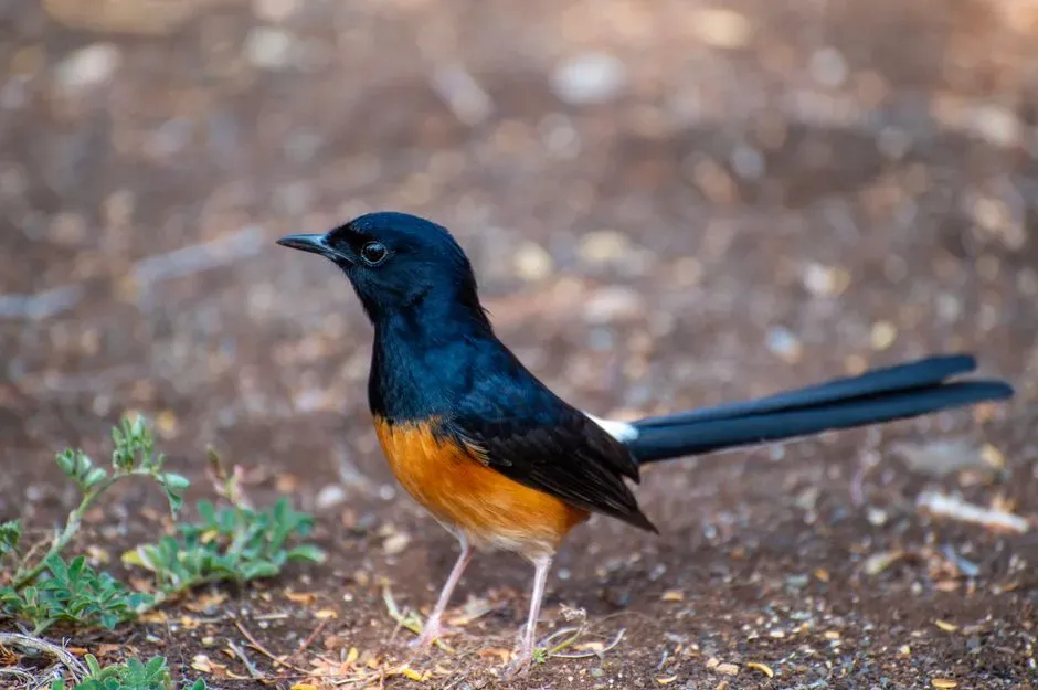 Bird Messengers and the Language of Patterns (Image Credits: Pexels)