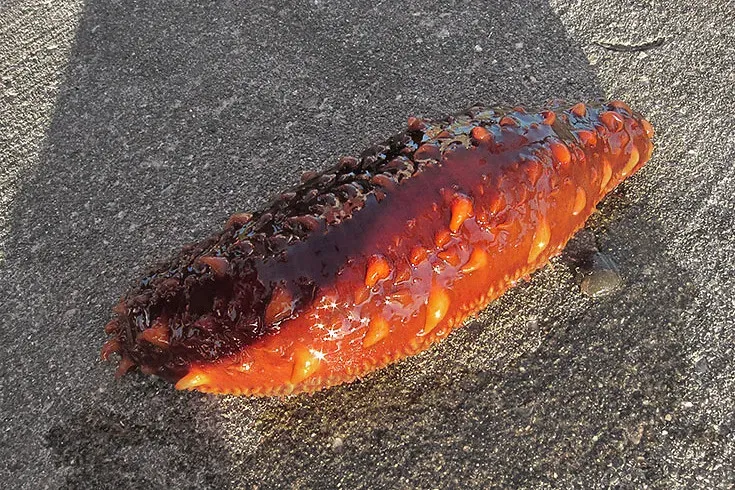 Sea Cucumbers Called Headless Chicken Monsters (Image Credits: Flickr)