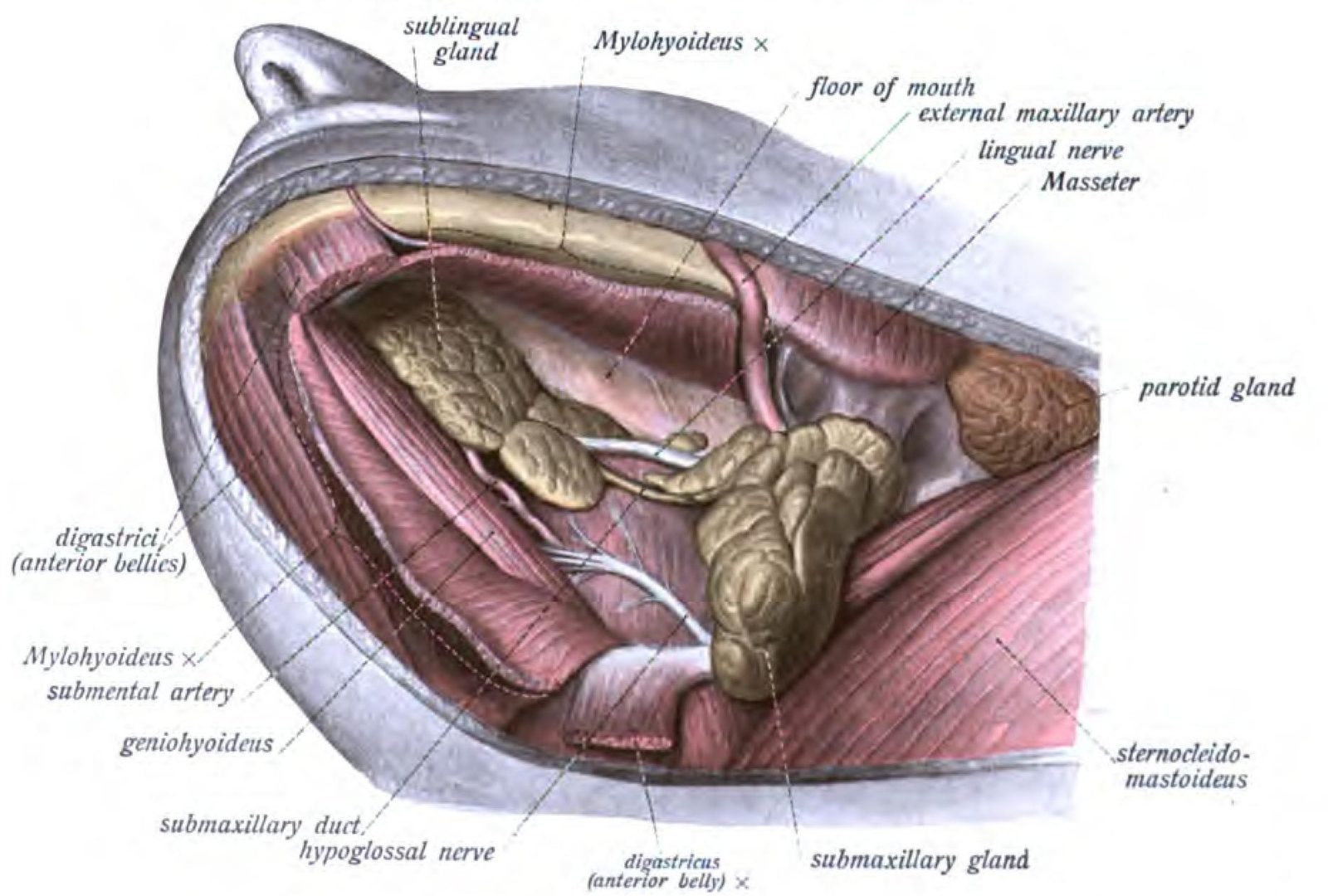 Tubarial Salivary Glands: The Spit Producers You Never Knew About (Image Credits: Wikimedia)