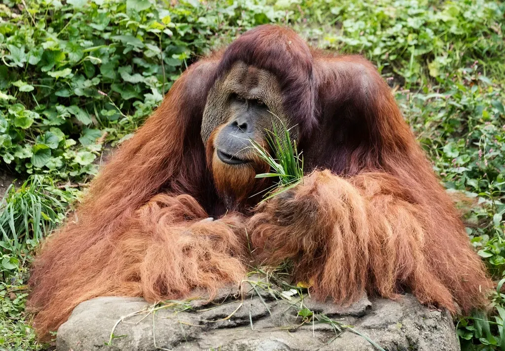 The Sumatran Orangutan: Our Forest Cousin in Crisis (Image Credits: Rawpixel)