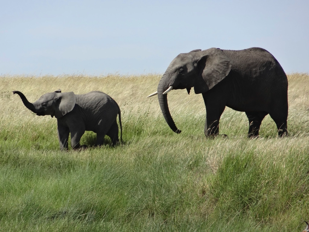 Inside the Elephant Mind (Image Credits: Rawpixel)