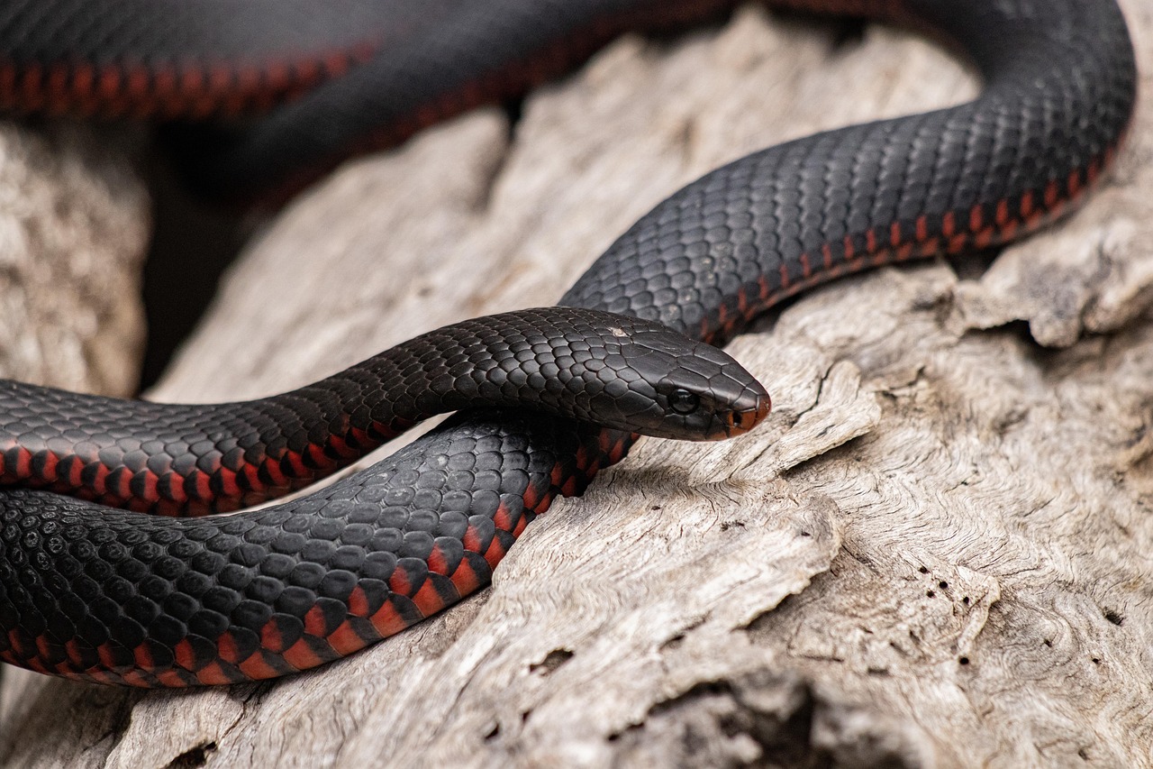 The Transformative Snake (Image Credits: Pixabay)