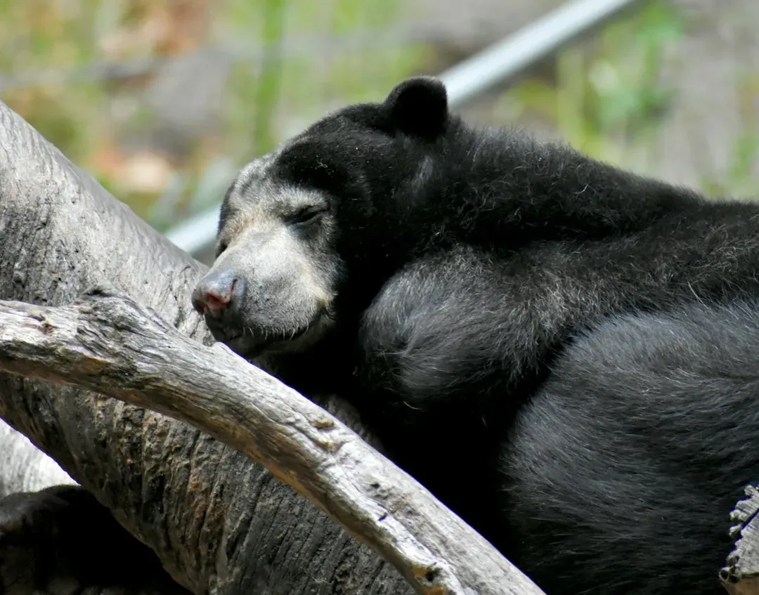 Fear, Survival, and the Dark Side of Animal Dreams (Image Credits: Unsplash)