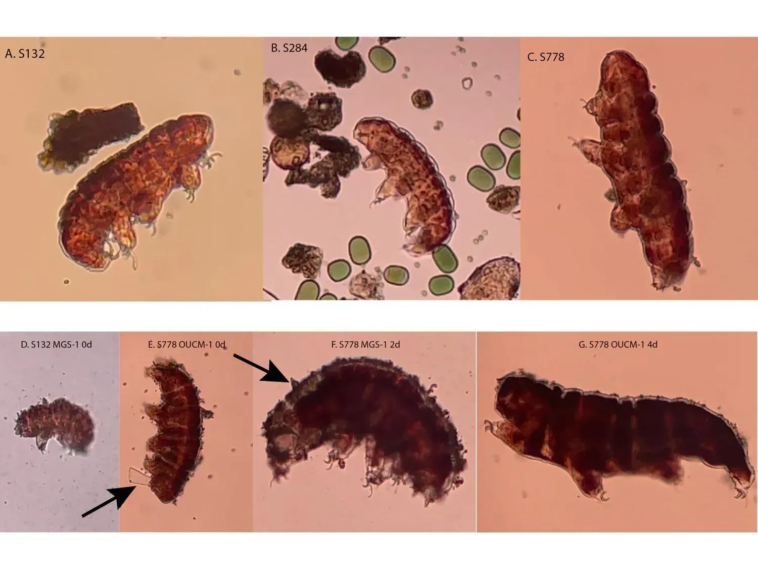 What the New Research Actually Found (Image Credits: Corien Bakermans/Penn State)