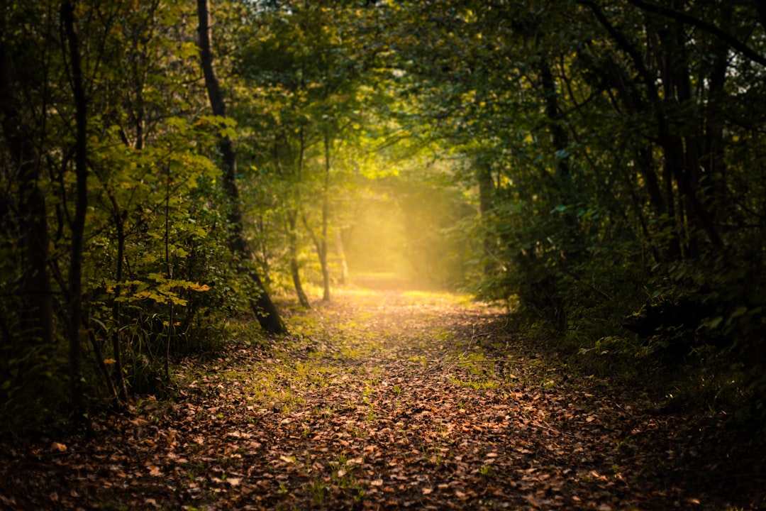 The Path as Moral Guidance (Image Credits: Unsplash)