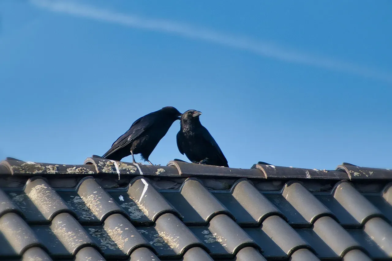 2. Crows Love Routines Even More Than You Do (Image Credits: Pixabay)