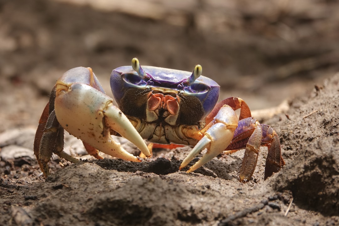 The Protective Crab: Cancer's Emotional Wisdom (Image Credits: Unsplash)