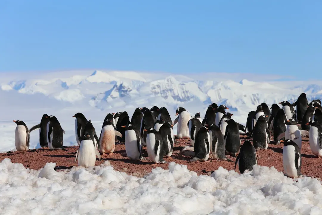 Emperor Penguins: Enduring Antarctic Winter (Image Credits: Unsplash)