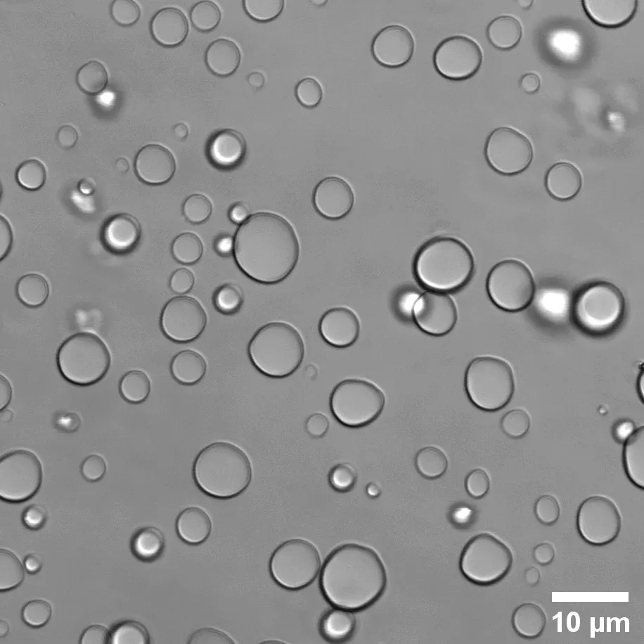 Japanese Researchers Find Self-Reproducing Droplets (Image Credits: Wikimedia)