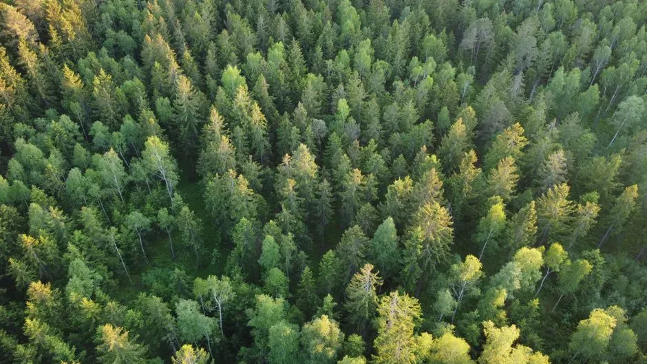 Carbon Bomb or Climate Ally? What This Migration Means for Global Warming (Image Credits: Pexels)