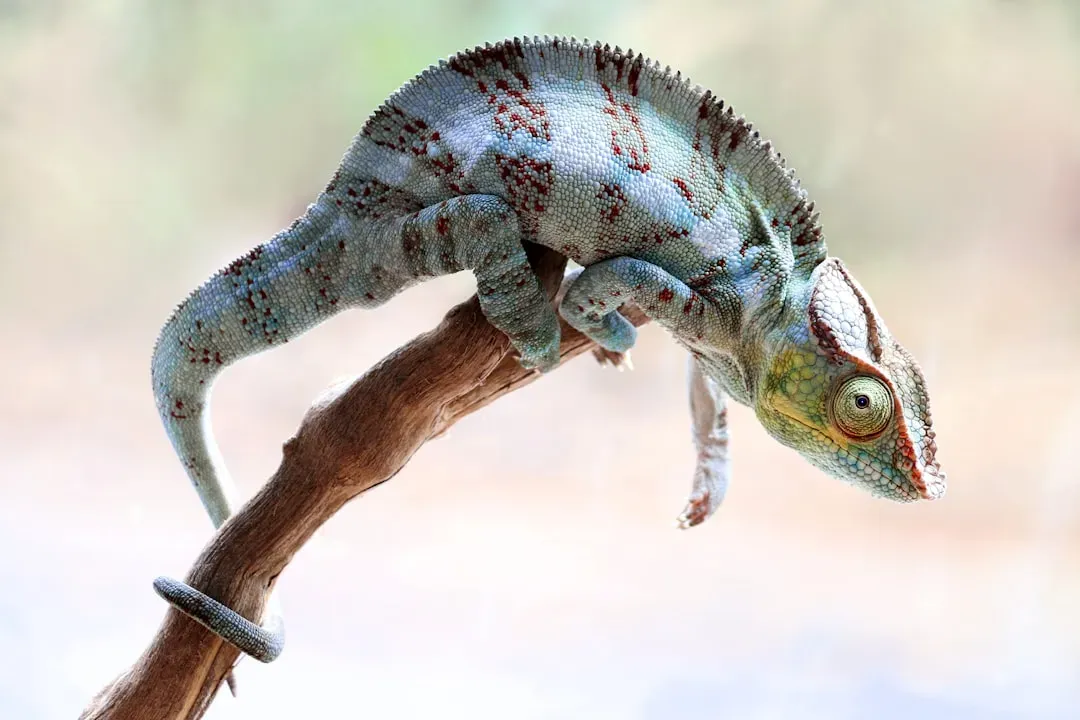7. They Rock Back and Forth to Confuse Predators and Prey (Image Credits: Unsplash)