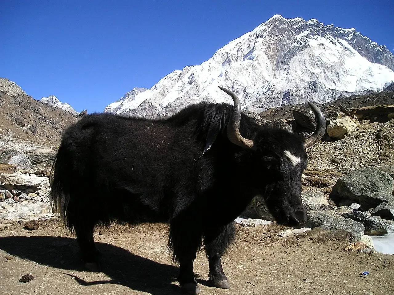 Yaks Dominate High Altitudes Where Other Cattle Fail (Image Credits: Pixabay)