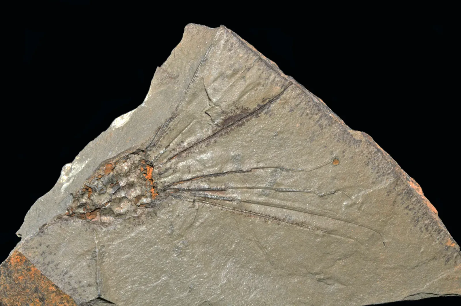 #14 Spence Shale Tentalus Fossil (By Parent Géry, CC BY-SA 3.0)