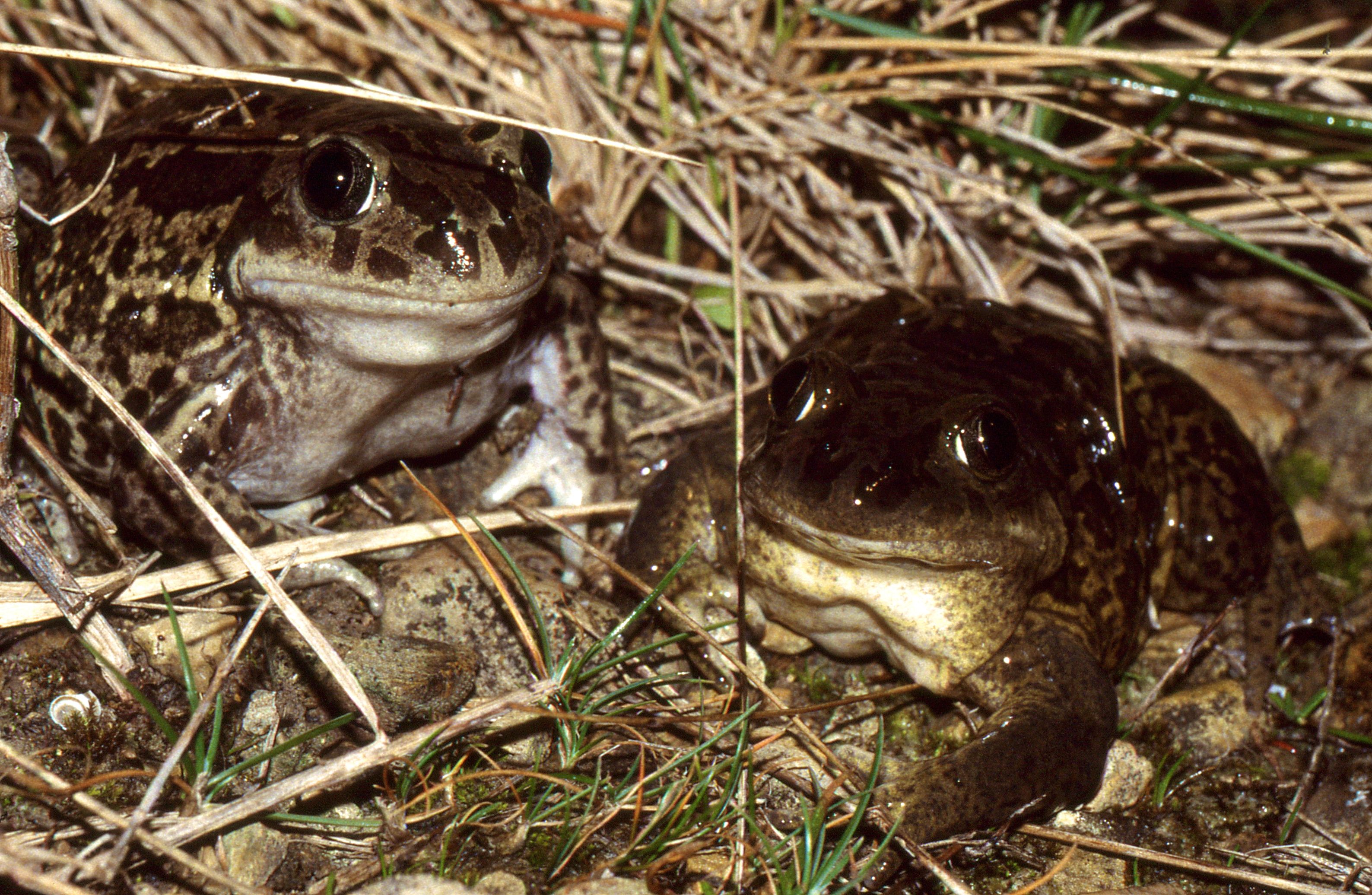 The Feeding Frenzy Connection (Image Credits: Wikimedia)