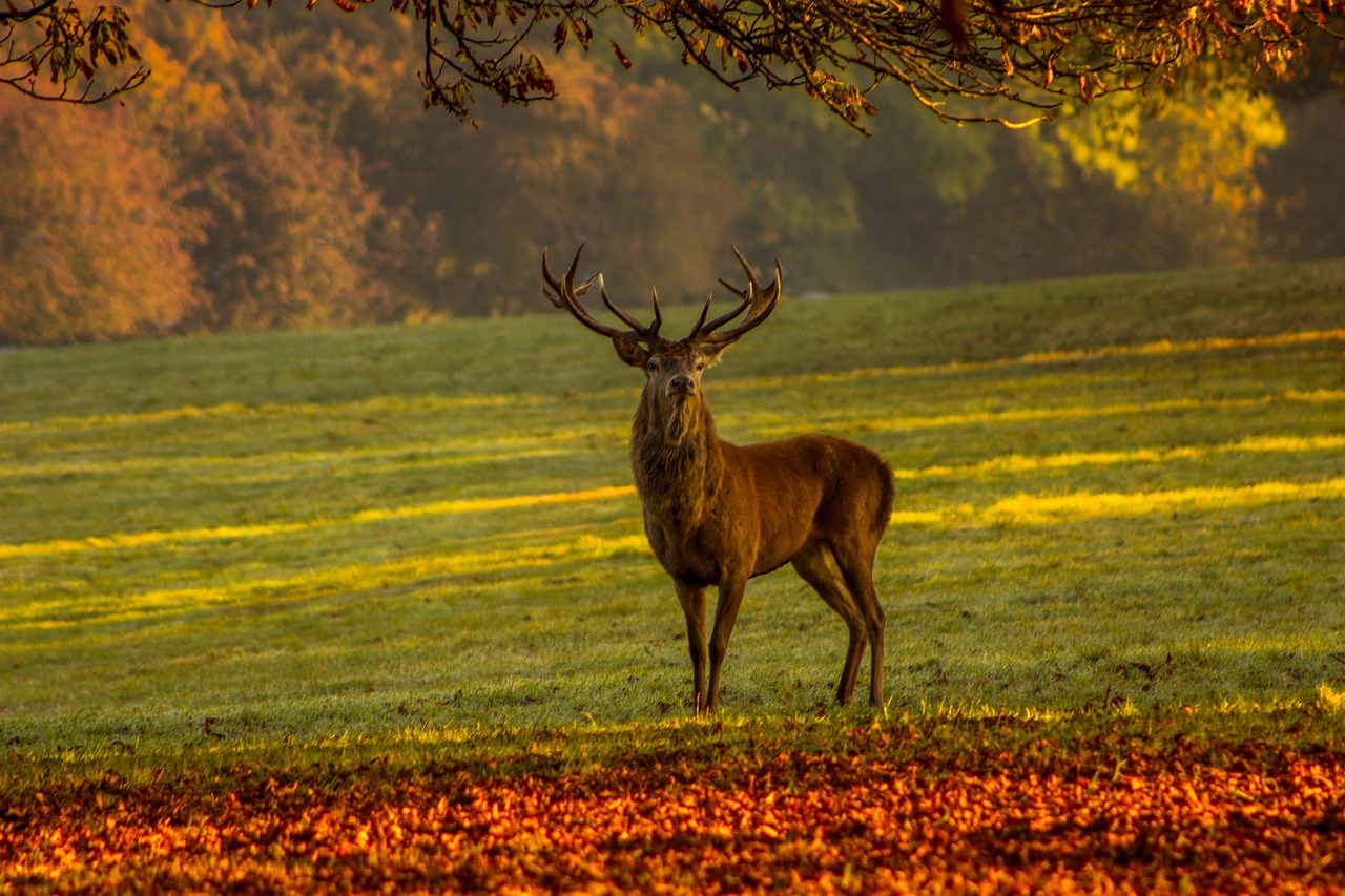 Mighty Stag: Rooted Strength Reaching Skyward (Image Credits: Pixabay)